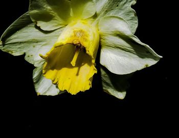 Close-up of yellow flower over black background