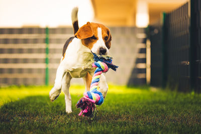 Dog running on field