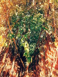 Low angle view of ivy on tree