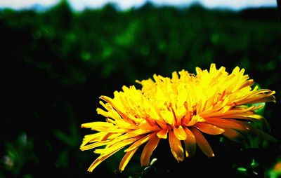 Close-up of yellow dandelion blooming in garden