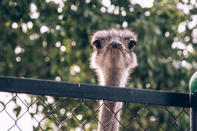 Close-up of an animal on fence