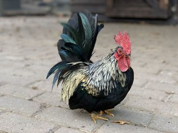 Close-up of rooster on street