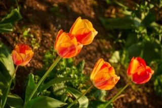 Close-up of red flower