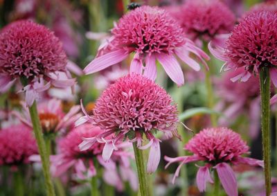 Close-up of pink coneflower blooming outdoors