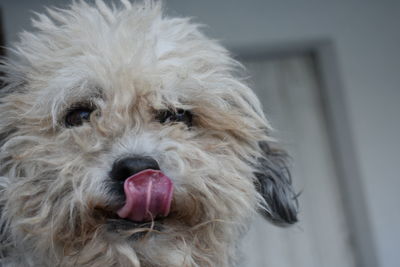 Close-up portrait of dog sticking out tongue