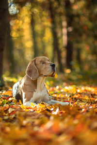 View of dog in forest