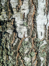 Full frame shot of tree trunk