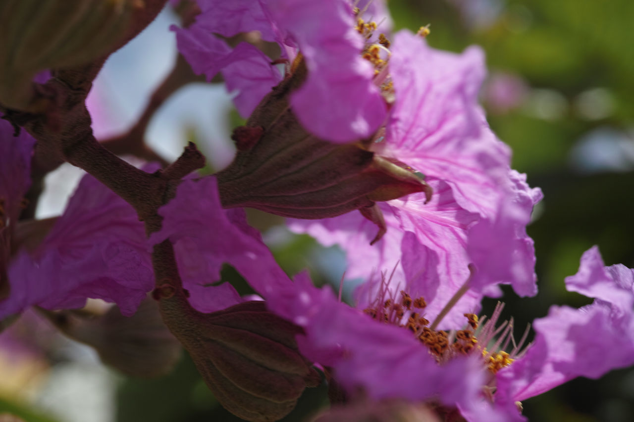 CLOSE-UP OF PURPLE IRIS FLOWER