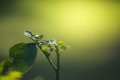 Close-up of green plant