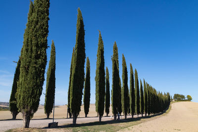 Panoramic shot of trees on field against clear blue sky