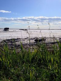 View of grass by sea against sky