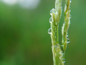 Close-up of fresh green grass