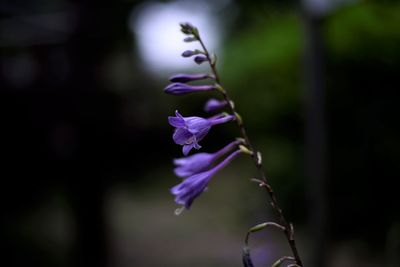 Close-up of purple flowering plant