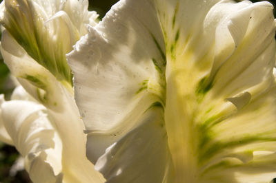 Close-up of white rose