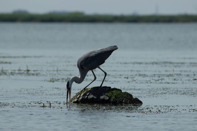 Bird perching on a rock