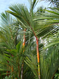 Low angle view of palm tree against sky