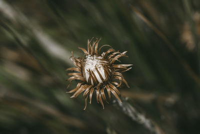 Close-up of wilted flower