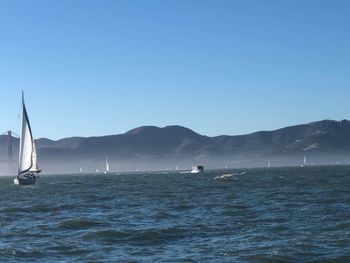 Sailboat sailing in sea against clear sky