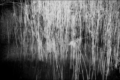 Full frame shot of grass on field