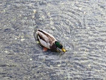 High angle view of duck swimming in lake