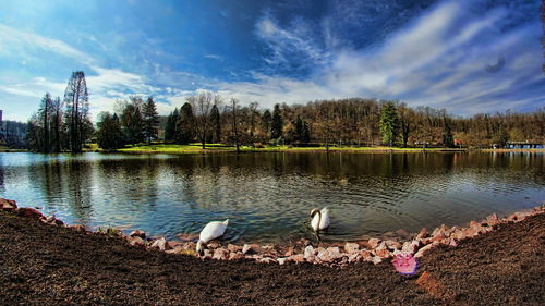 Swans at lakeshore against sky