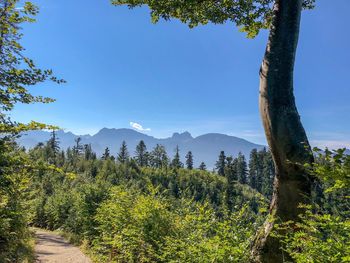 Scenic view of forest against clear sky