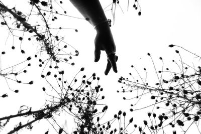 Low angle view of birds flying