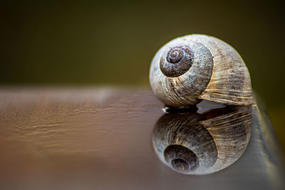 Close-up of snail