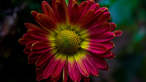 Close-up of pink flower blooming outdoors