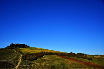 Scenic view of agricultural field against clear blue sky