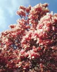 Low angle view of pink flowers