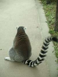 Rear view of cat sleeping on footpath