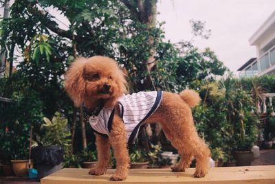 Close-up of dog standing by tree