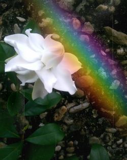Close-up of white flower in water