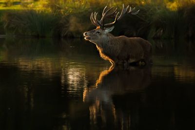 Deer in lake