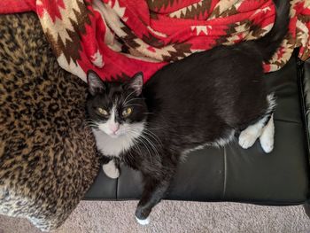 High angle view of cat on couch