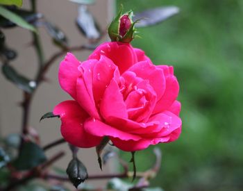 Close-up of pink flower blooming outdoors