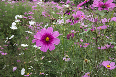 Close-up of pink cosmos flowers on field