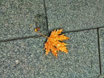 High angle view of maple leaf on orange leaves