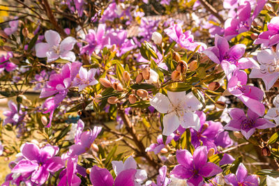 Close-up of pink cherry blossom tree