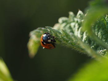 Close-up of ladybug on leaf