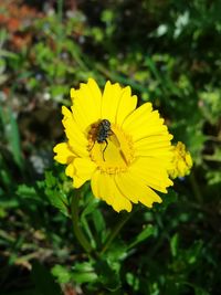 Close-up of bee pollinating flower