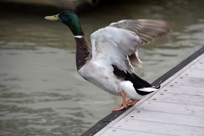 Close-up of bird perching on water