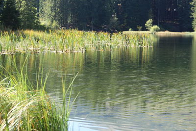 Scenic view of lake in forest