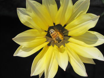 Close-up of bee pollinating yellow flower