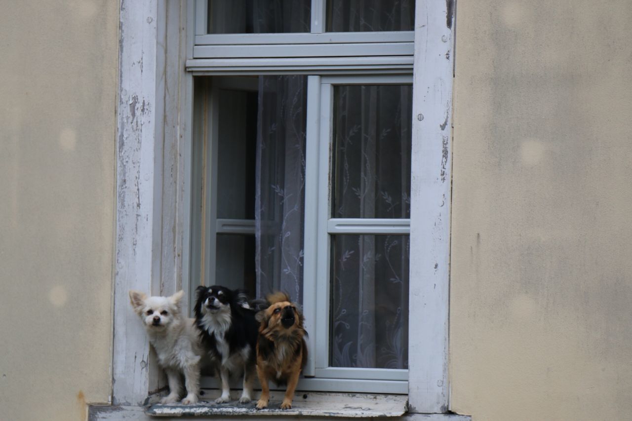 animal themes, domestic animals, mammal, pets, one animal, window, architecture, built structure, building exterior, dog, door, house, domestic cat, cat, two animals, closed, feline, day, window sill, glass - material