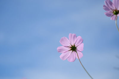 Low angle view of pink cosmos blooming against sky