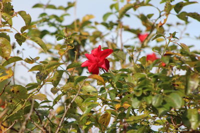 Close-up of red flowers blooming outdoors