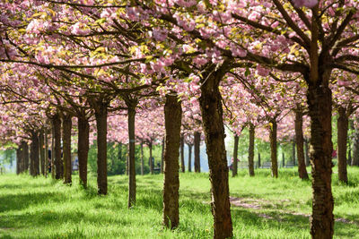 View of cherry blossom tree in park