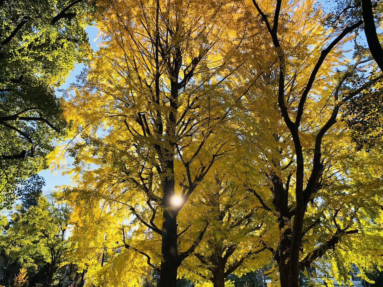 Beautiful Day Sunrise Good Morning Morning Japan Tokyo Tree Plant Autumn Leaf Nature Plant Part No People Yellow Low Angle View Beauty In Nature Change Sky Outdoors Day Branch Growth Forest Tranquility Tree Canopy  Sunlight